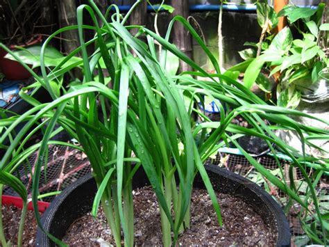 KUTSAY (Tagalog).